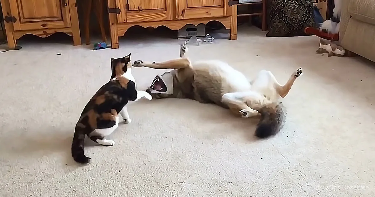 A calico cat stands facing a dog lying on its back, both on a carpeted floor.