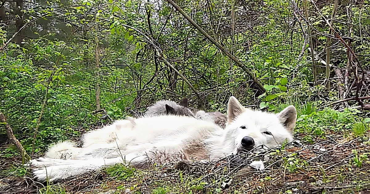 A white wolf lies relaxed on forest floor amidst greenery and twigs.
