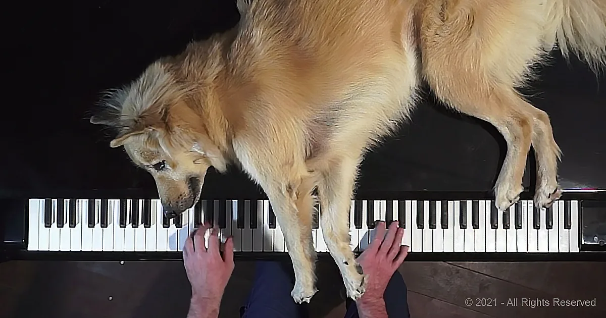 A golden dog stands on a piano, with a person's hands playing the keys beneath it.