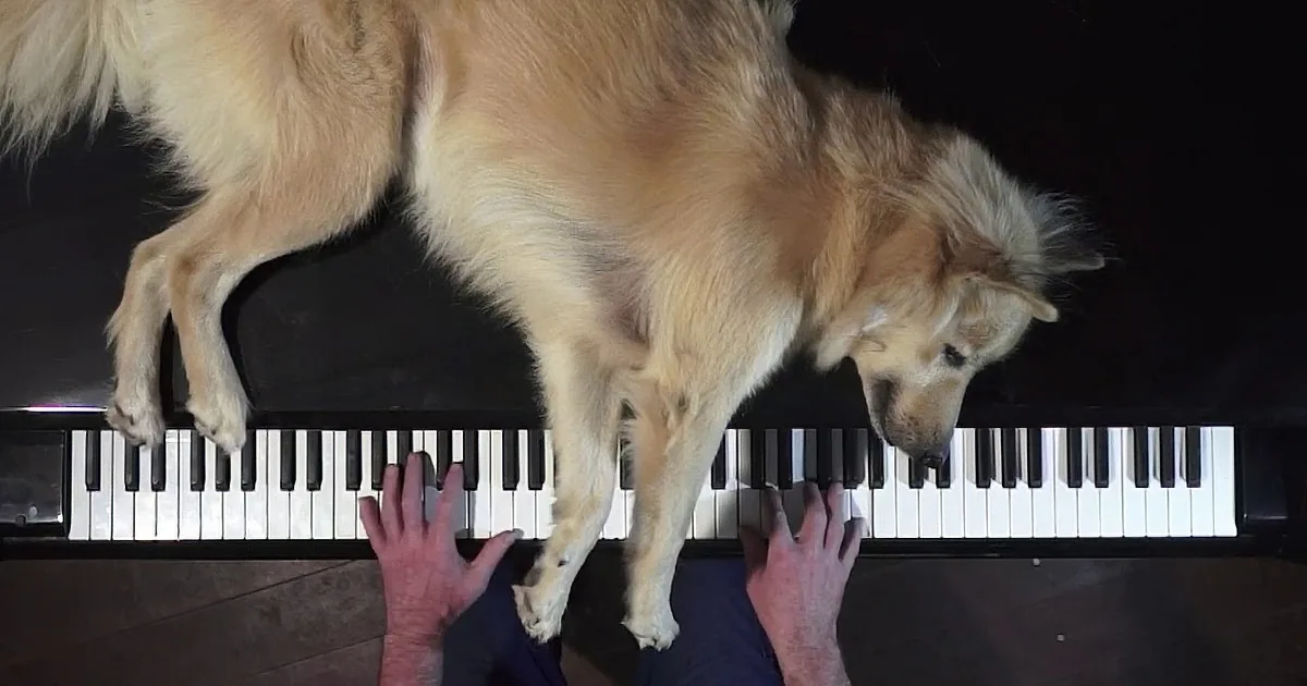 Musician Plays Piano While Adoring Dog Watches