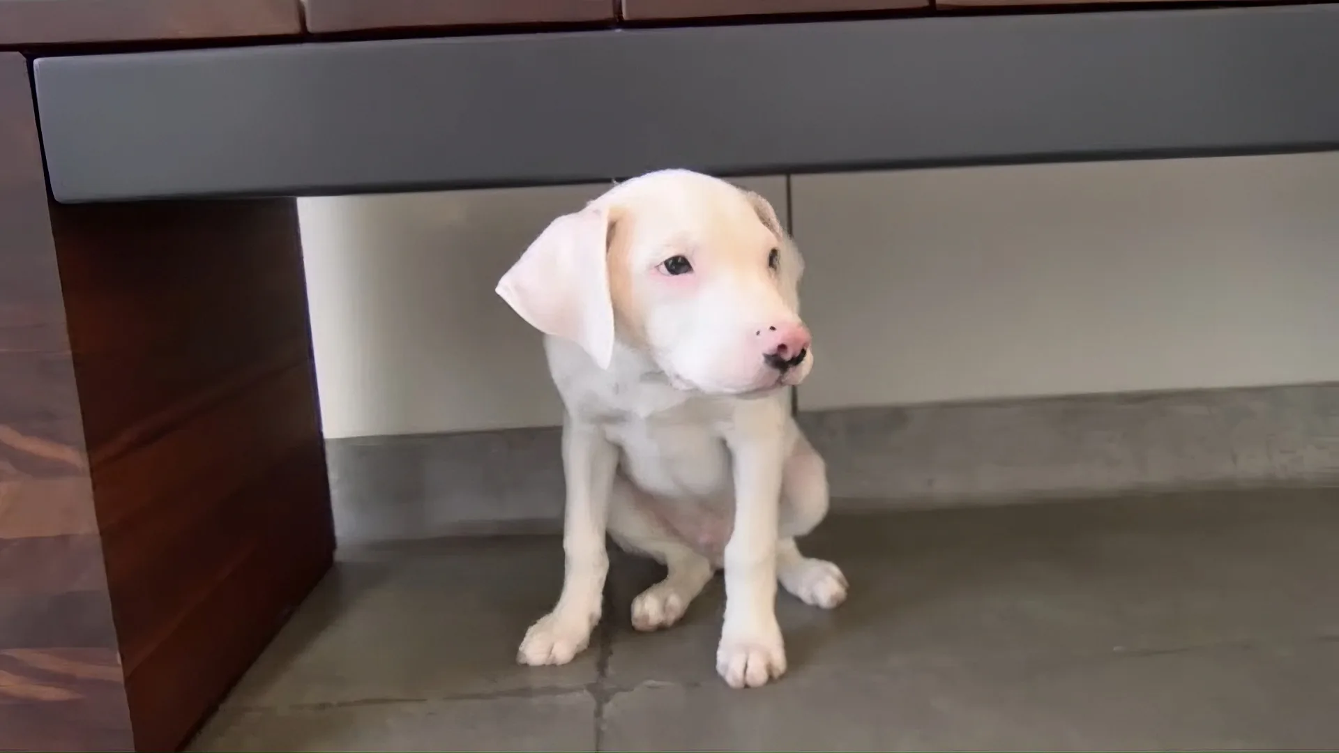 A light-colored puppy sits on a tiled floor, looking slightly to the side with a curious expression.