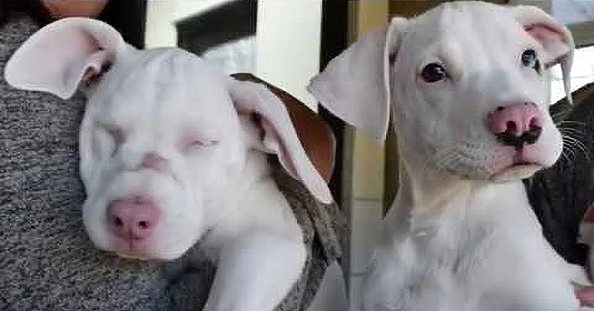 Deaf and Blind Puppy Relies on Her Brother to Explore the World