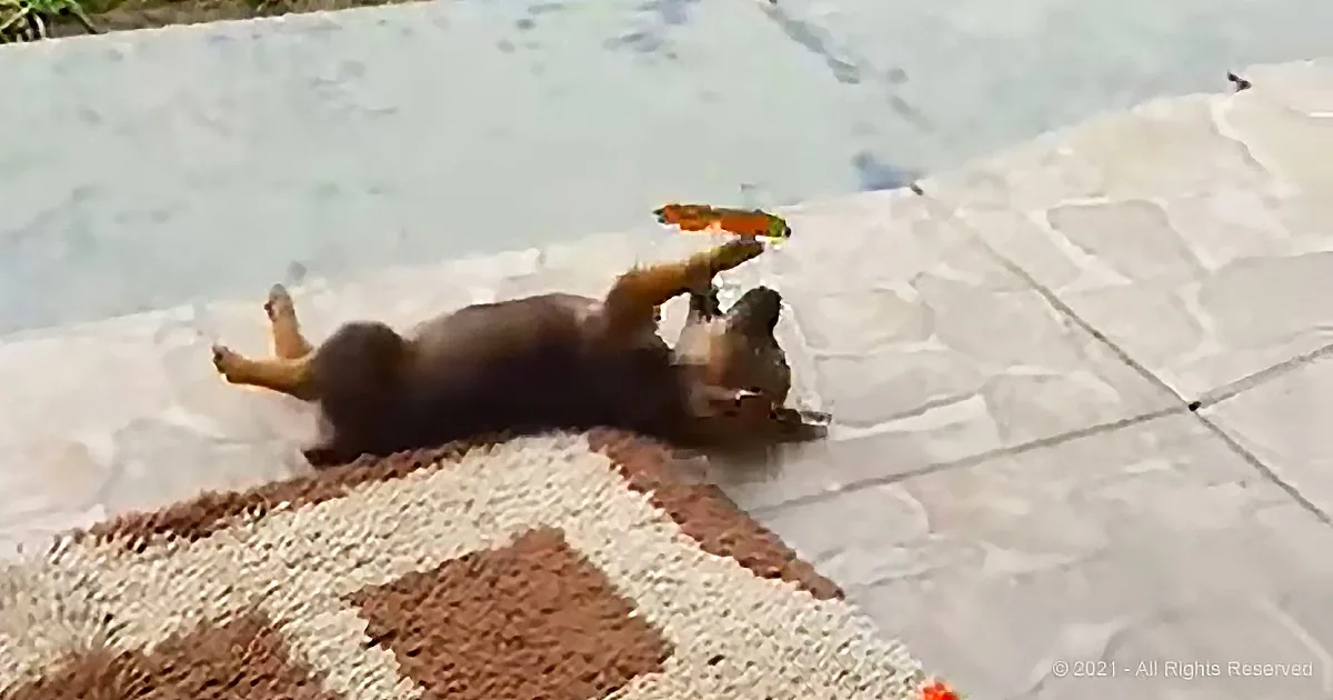 A small dog lies on its back on a stone surface, appearing relaxed or playful.