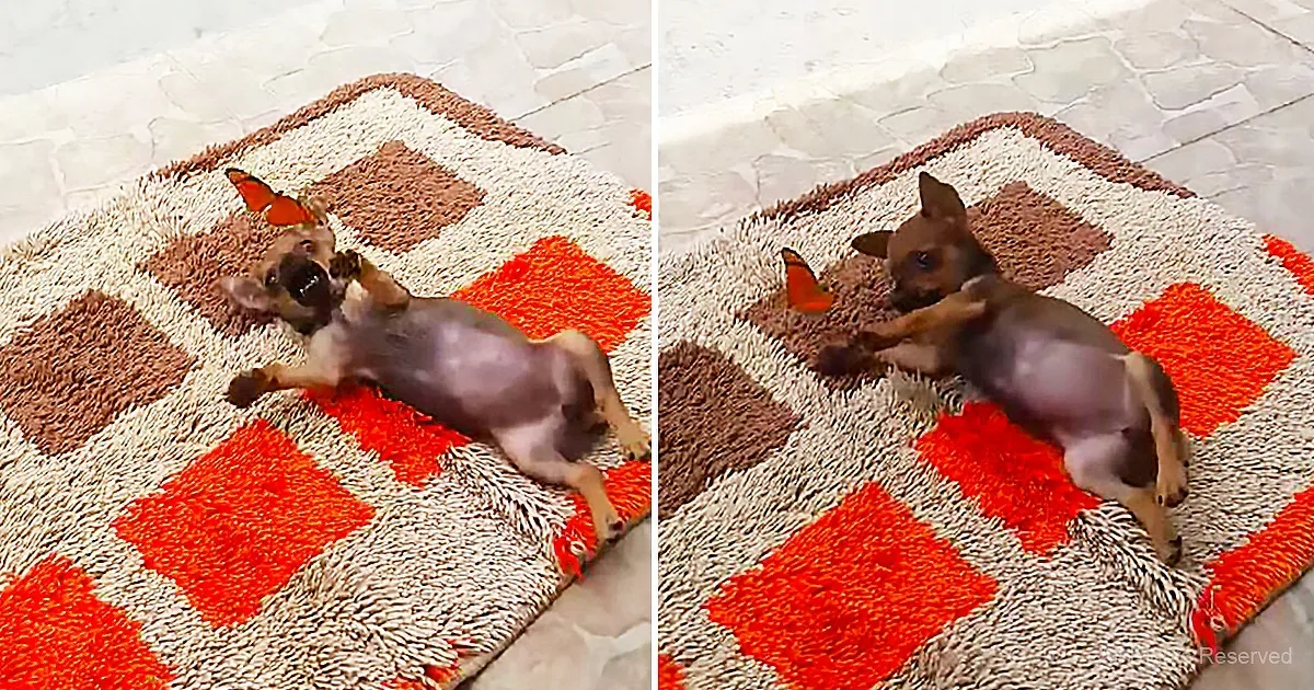 A small dog lies on a checkered rug, playfully interacting with a butterfly.