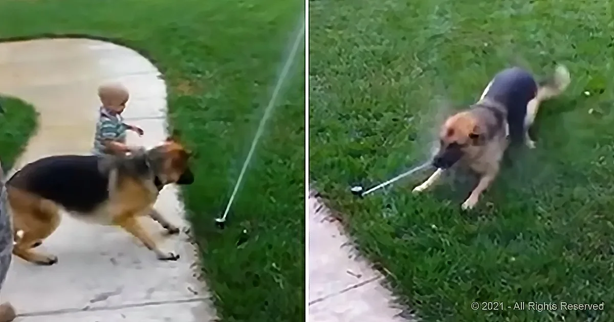 Toddler Helps Shepherd Overcome Fear of Sprinkler
