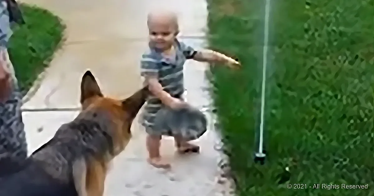 A young child interacts with a German Shepherd dog on a paved path near greenery.