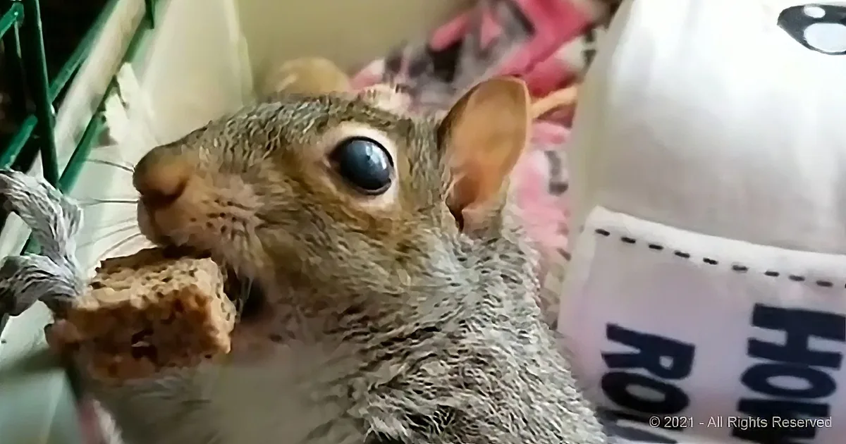 A squirrel is eating a piece of bread, with a close-up view of its face and a plastic bag in the background.