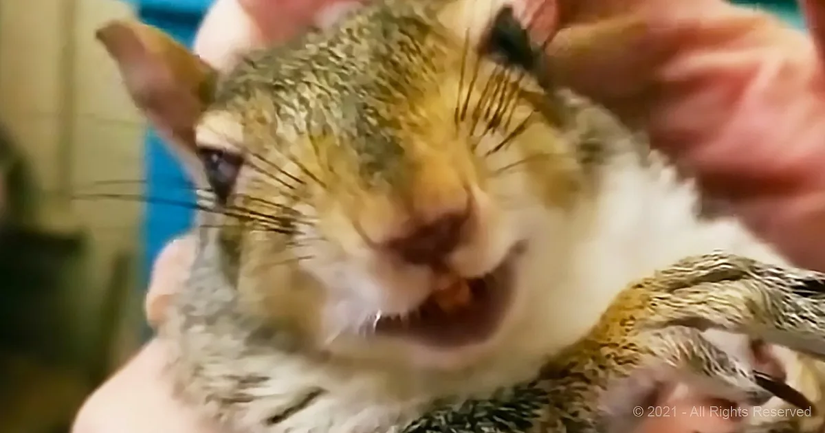 A wet, calico cat with its mouth open, being held by someone.