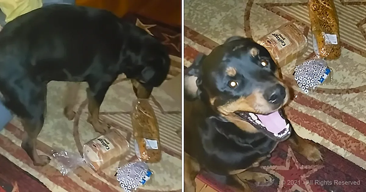 A Rottweiler dog is playfully interacting with a loaf of bread on a patterned rug.