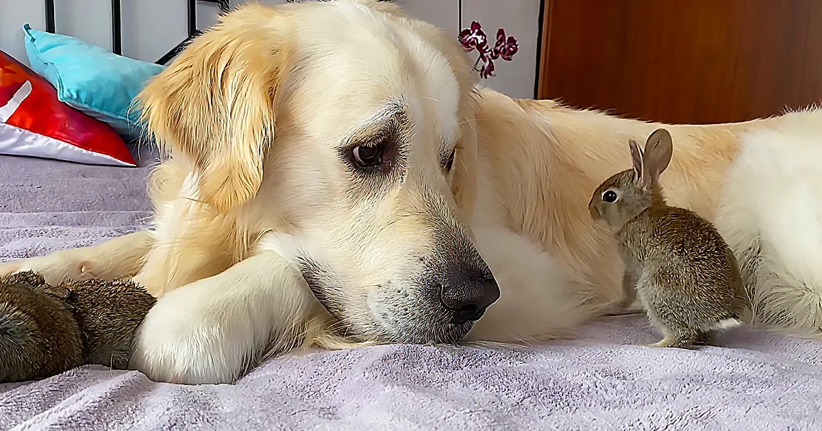 A golden retriever rests on a bed, surrounded by stuffed animals, with a small rabbit nearby.