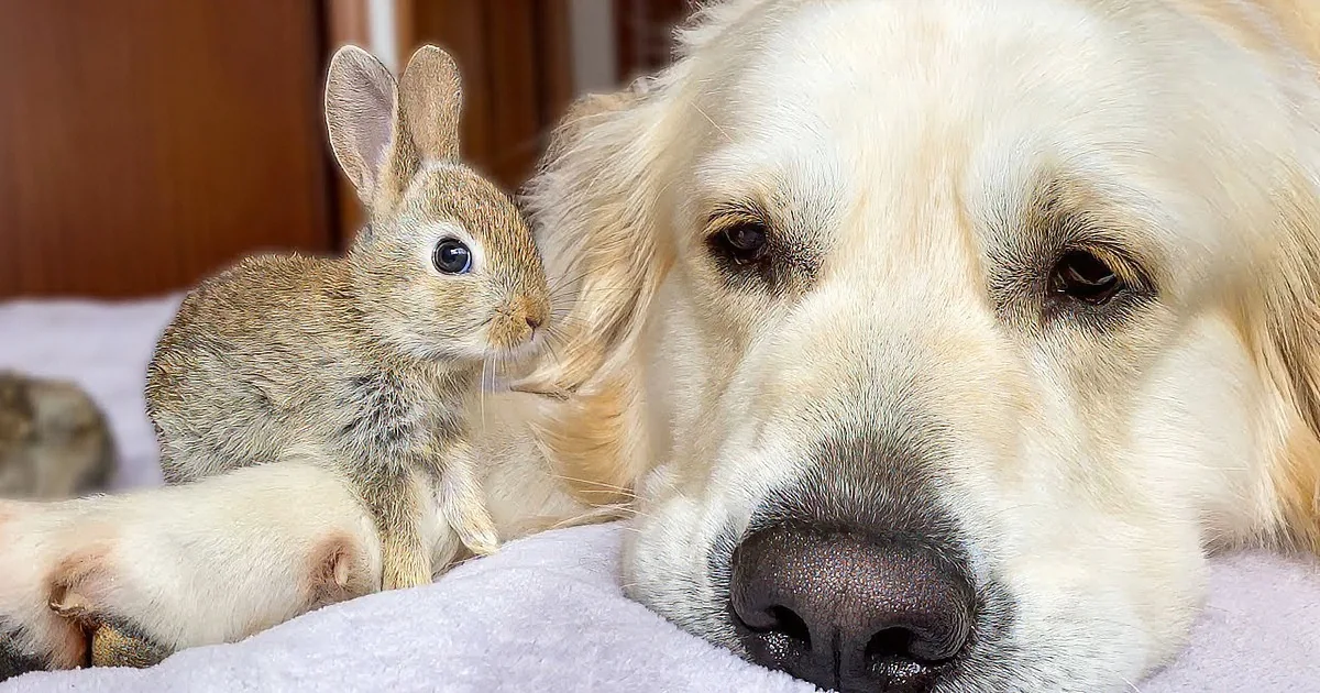The Love Between a Golden Retriever and Her Bunnies