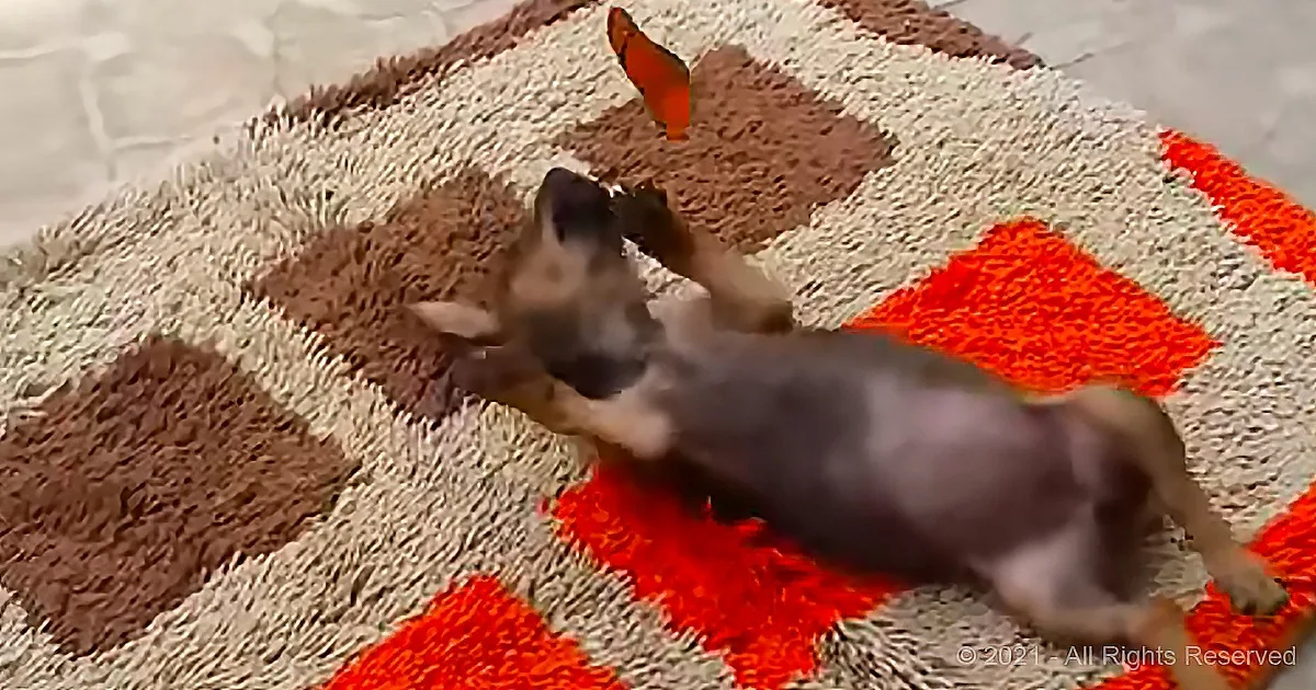 A small dog is playfully jumping on a colorful, patterned rug.