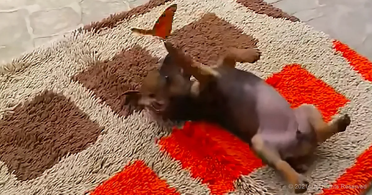 A small dog is playfully rolling on a colorful rug, with a butterfly nearby.