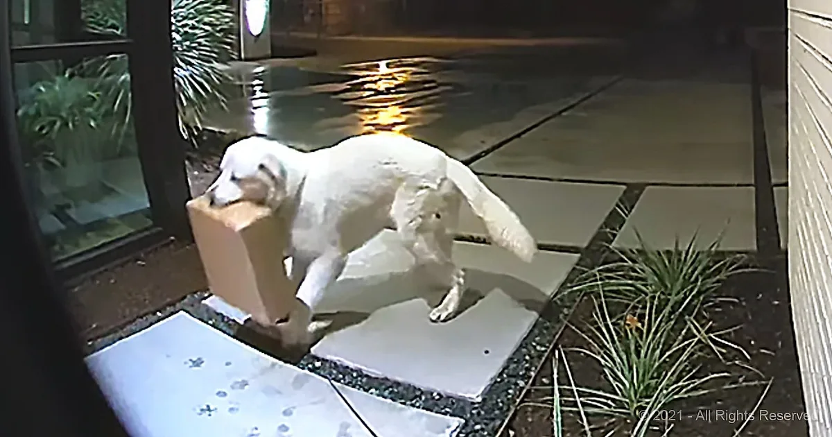 Four-Legged Porch Pirate Seen in the Area