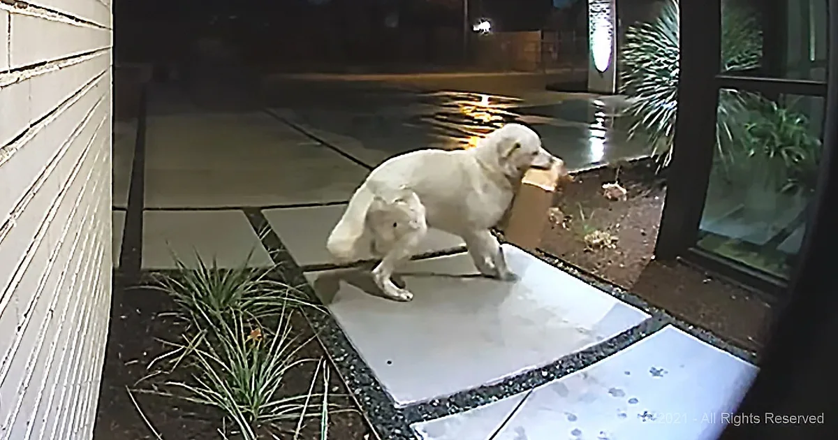 A white dog carrying a brown box on a wet sidewalk at night.