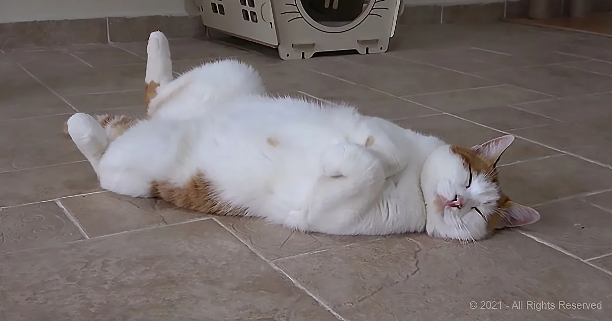 Outdoor Cats Experience Heated Floors for the First Time