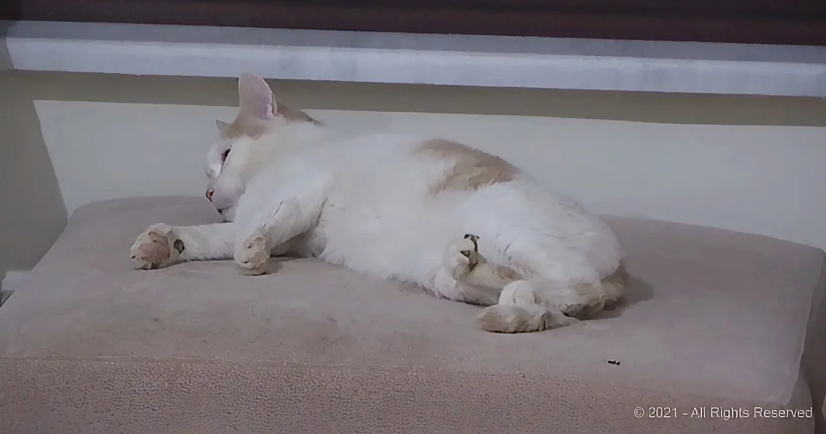 A white and orange cat is lounging on a beige cushion, appearing relaxed and comfortable.