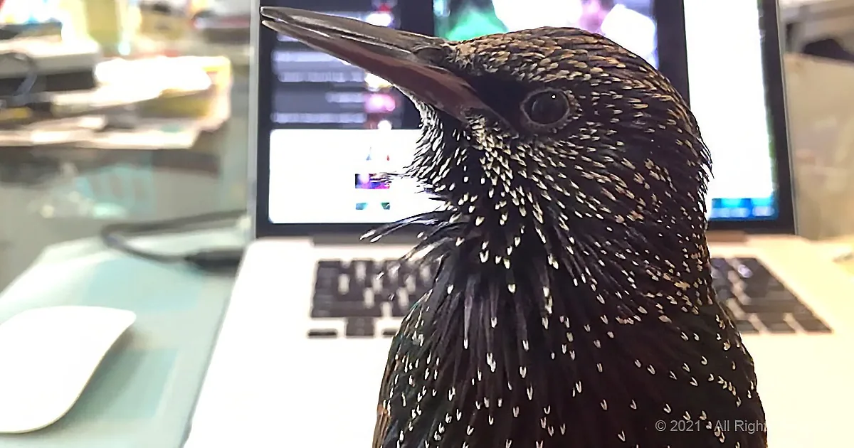 Listen to the Marvelous Chitchat of a Starling Bird