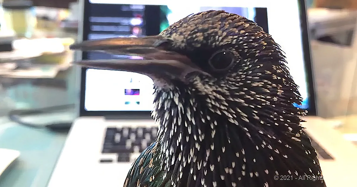 A close-up of a bird with speckled feathers and an open beak, in front of a laptop screen.