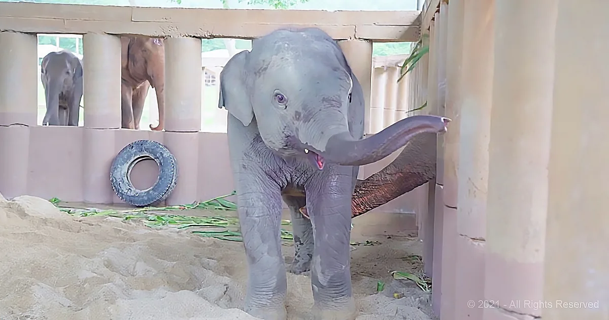 A baby elephant stands in a sandy enclosure, its trunk raised, with two adult elephants in the background.