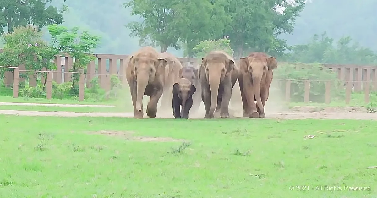 Touching Moment as Elephants Welcome Rescued Orphan