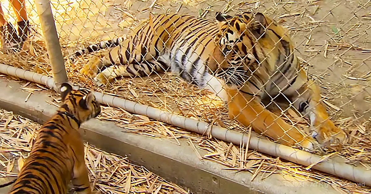 Two tigers, one lying down and the other sitting, surrounded by straw and a fence.