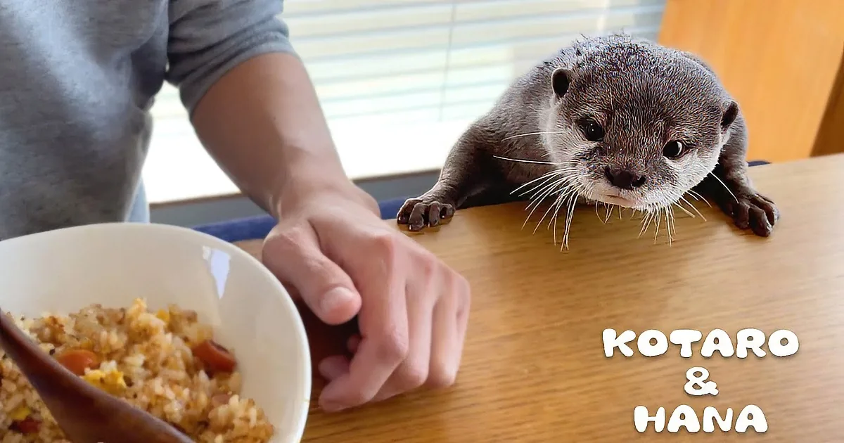 Cute Otter Has Funny Reaction to Humans Eating