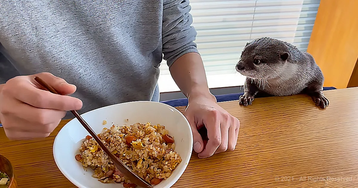 A person in a grey shirt holds a spoon over a bowl of fried rice while an otter sits on a table nearby.