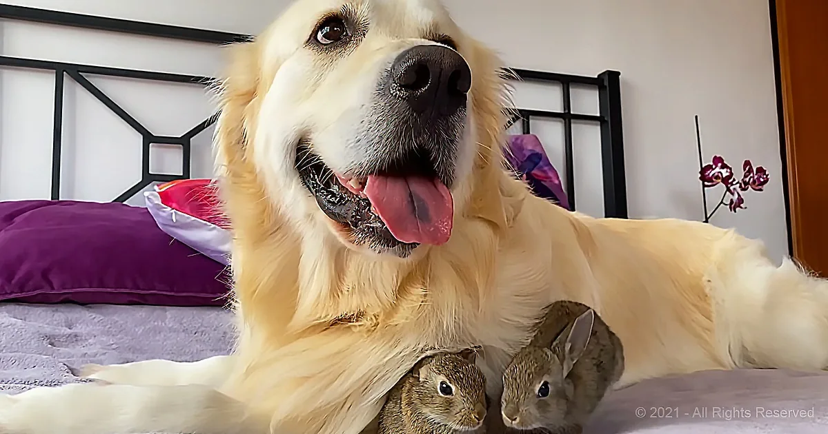 A golden retriever lies on a bed with two rabbits nestled beside it, both appearing calm and content.