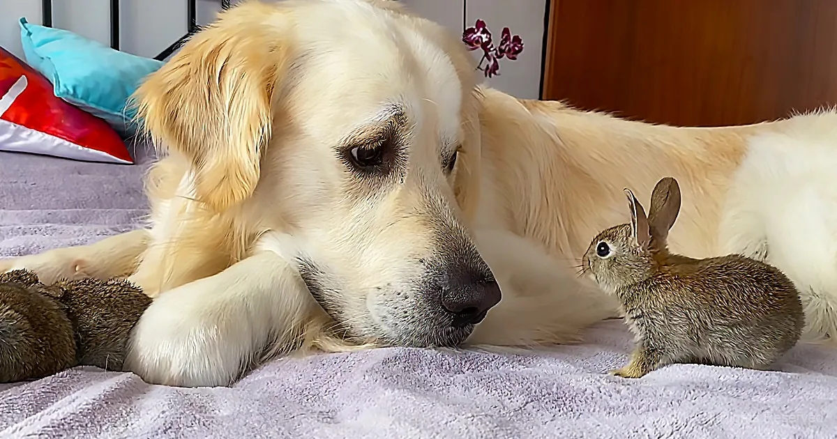 Adorable Bunnies Think Golden Retriever Is Their Mother