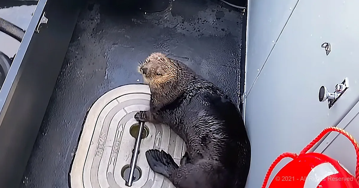 A wet sea otter stands on a boat's floor, gripping a pole, with a lifebuoy nearby.