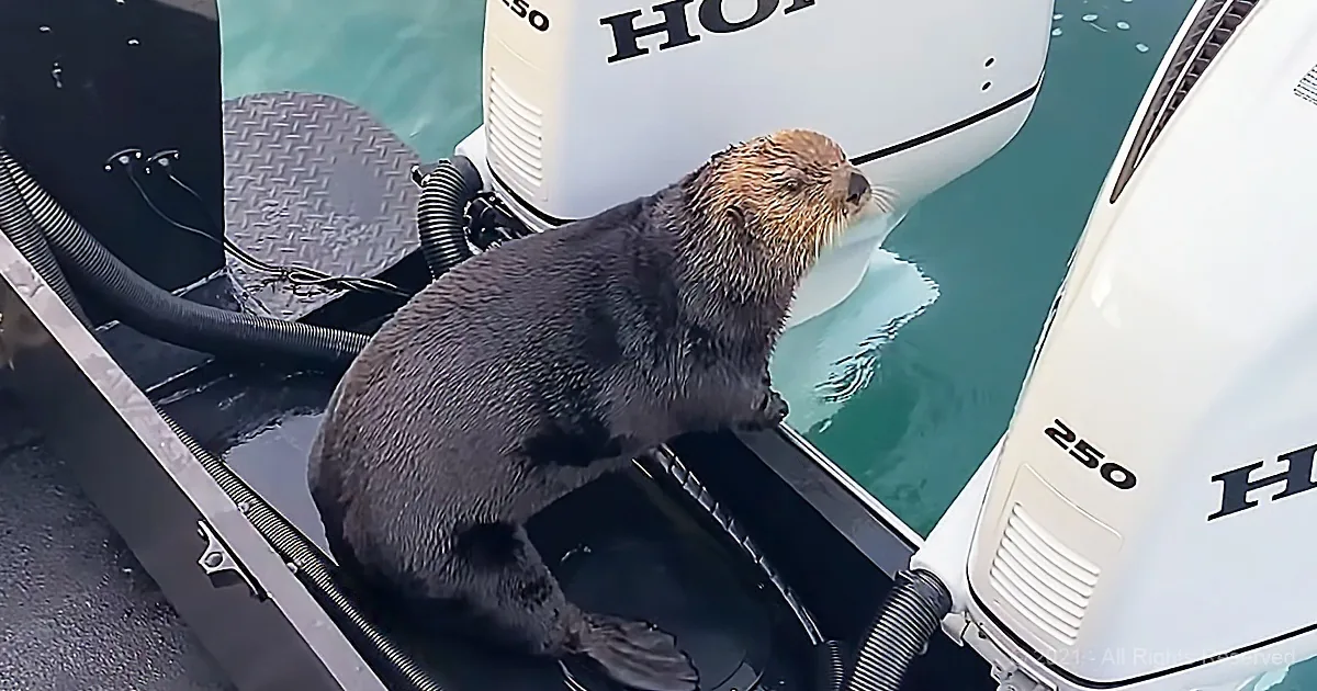 Frightened Otter Jumps on Boat to Escape Orca