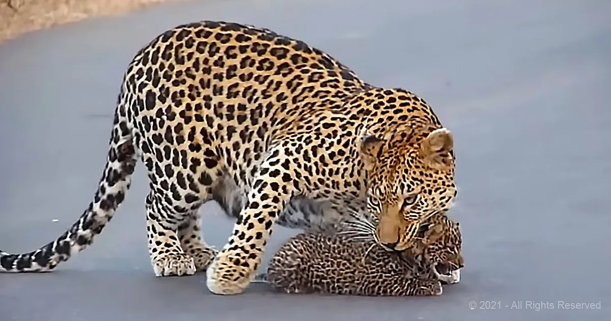 Leopard Mom Guides Her Babies Across Road