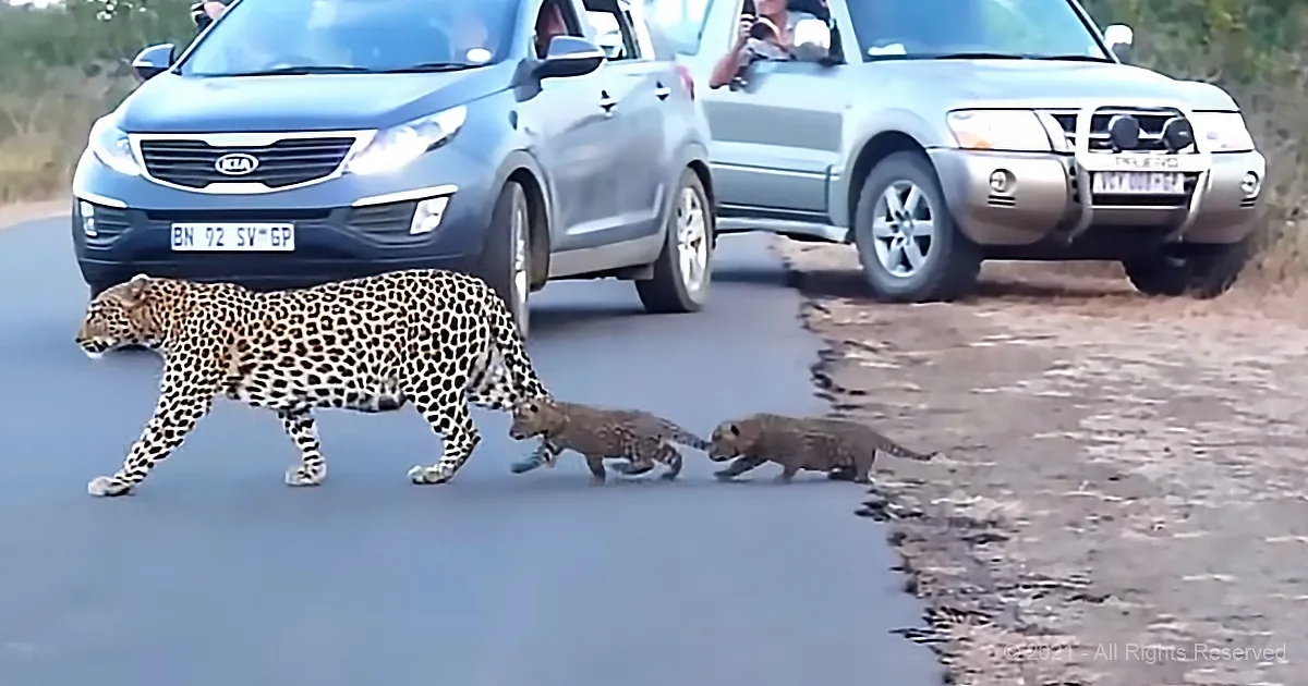 A leopard and her cubs cross a road, with tourists in cars watching nearby.