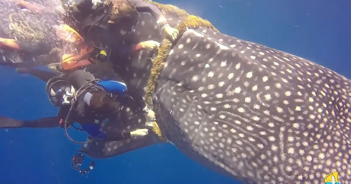Courageous Divers Save Young Whale Shark
