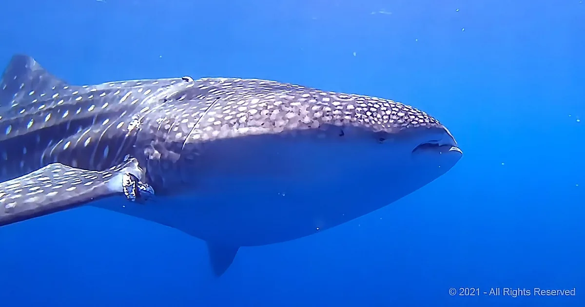 A whale shark swims gracefully in clear blue water, its body adorned with white spots.