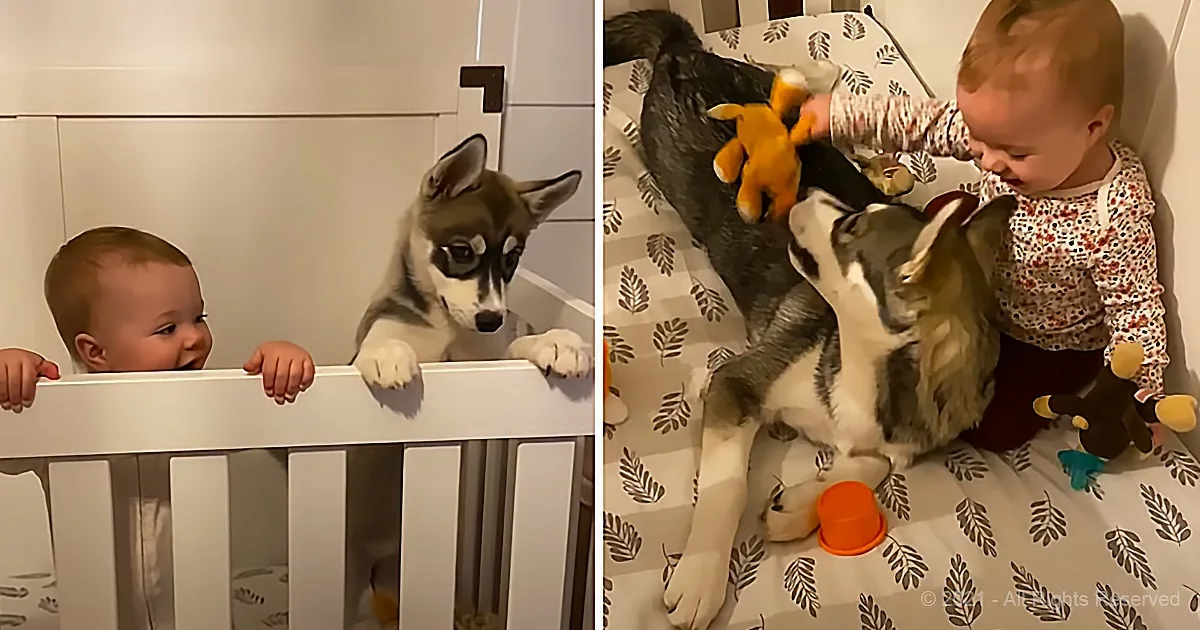 A baby and a husky puppy interact in a crib, with the puppy playfully leaning over and the baby holding a stuffed toy.