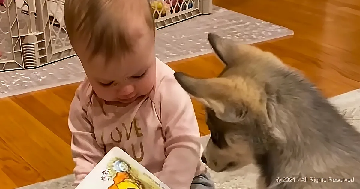 A baby in a pink "LOVE YOU" shirt reads a book while a dog watches attentively.