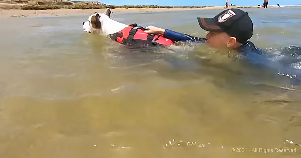 A boy in a black cap swims with a white dog wearing a red life vest in shallow water.