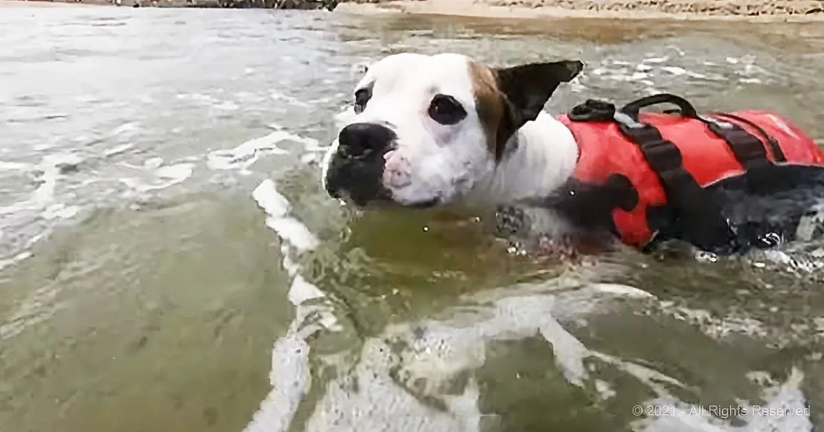 A white dog wearing a red life vest swims in murky water, looking back.