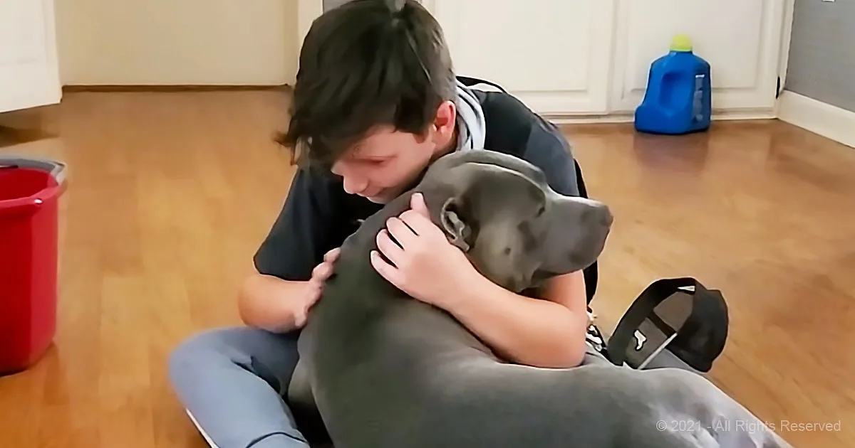 A boy hugs a large gray dog on a wooden floor, surrounded by household items.