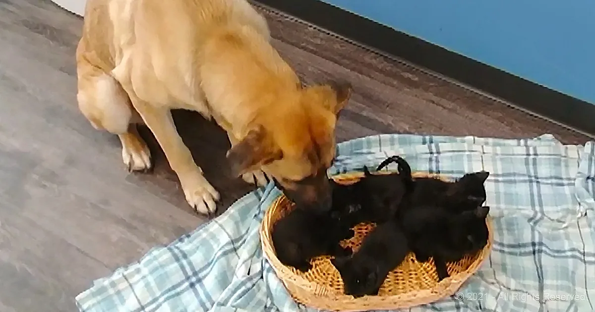 A dog is gently interacting with kittens in a basket on a checkered cloth.