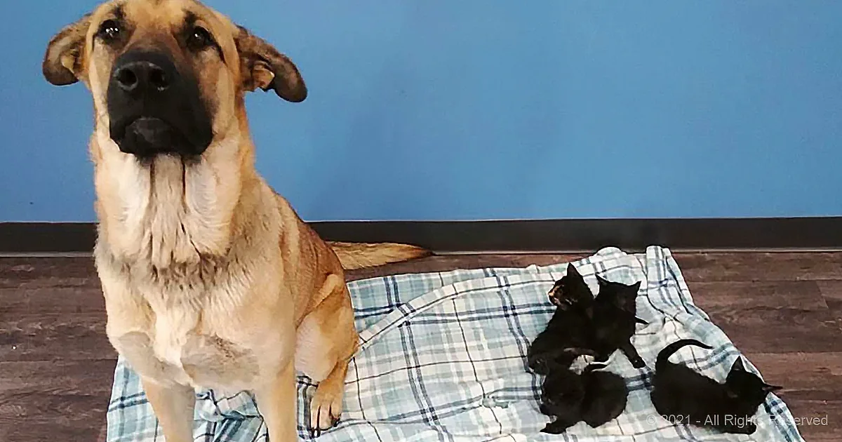 A dog sits on a plaid blanket next to three kittens, all on a wooden floor against a blue wall.