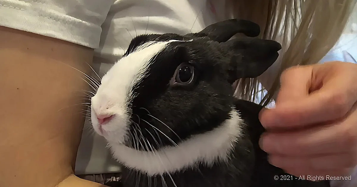 A black and white rabbit with a white face is being held by a person in a white shirt.