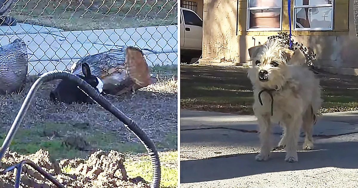 Dog and Bunny Friend Left Helpless on the Streets