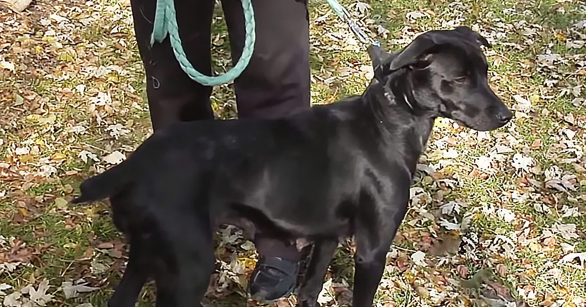 Precious Puppies Reunited With Loving Mother