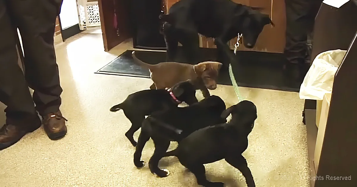Five black puppies playfully interact on a carpeted floor, with one light brown puppy nearby.