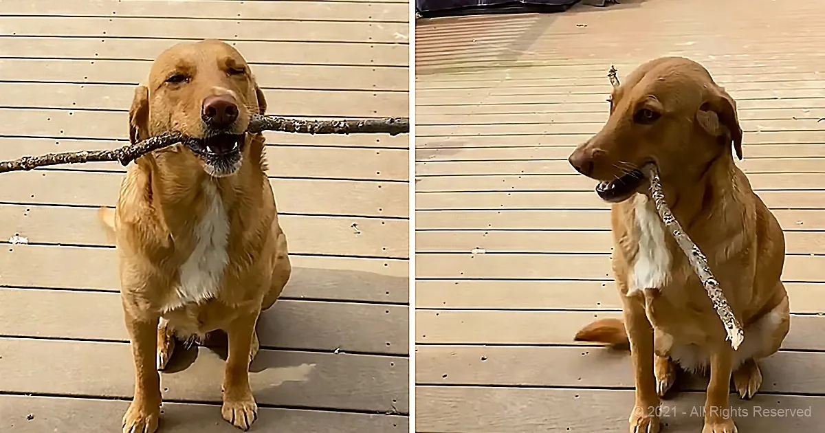 Goofy Dog Just Can't Let Go of the Stick