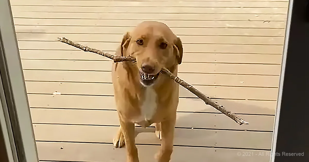 A golden dog carries a large stick in its mouth, standing in front of a white wooden wall.
