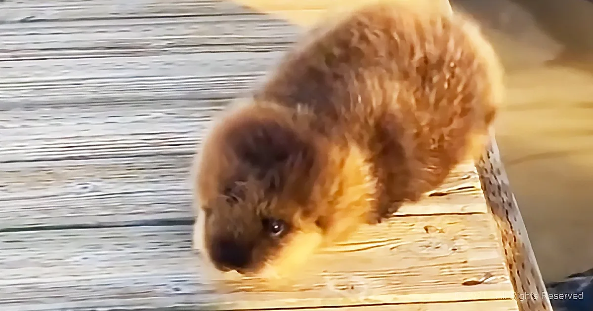 A fluffy, brown dog stands on a wooden dock, facing forward, with water and a blurred background.
